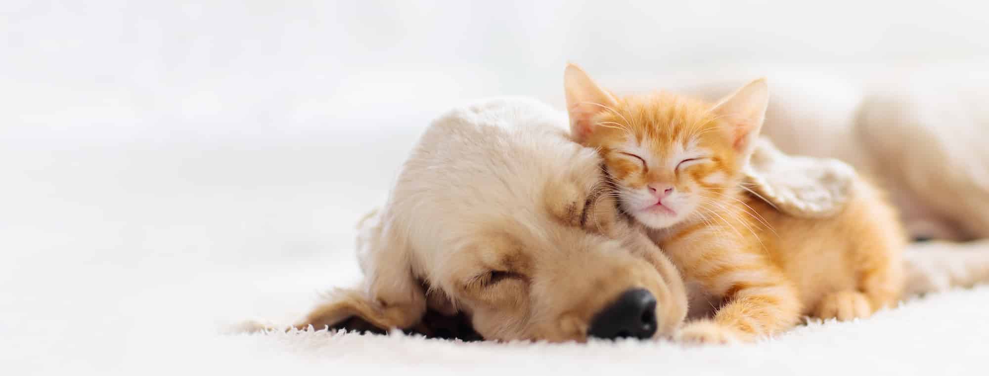 image of dog and cat together